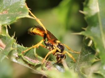 Eutanyacra crispatoria